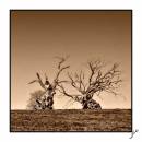 Dead_trees_1.jpg