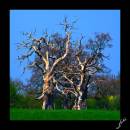 Dead_trees_2.jpg
