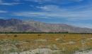 Desert_Bloom_1_ARC_4238.jpg