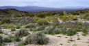 Desert_Lavender_JRD3703_web1000.jpg