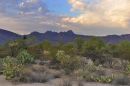 Desert_Scene_web1000_JRE6079.jpg