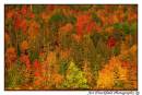 Early_Morning_light_on_Fall_Foilage.jpg