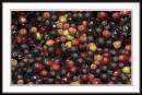 Elderberry.jpg