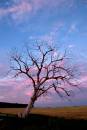 Evening-tree-01-web.jpg