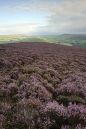 Eyam-Moor-to-Arbor-Low.jpg