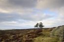 Eyam-Moor-towards-eyam.jpg