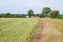 FIELDS_3.jpg