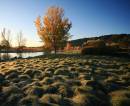 Fall-Pond-7Ass.jpg