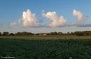 Farm_Crops_1-4981_wpf.jpg