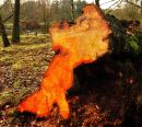 Felled_Tree.jpg