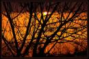 Fog_Sun_and_a_Tree.jpg