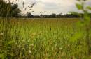 Fotheringhay_field.jpg