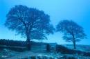 Frosted_trees_in_morning_light.jpg