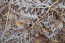 Frosty-leaves-peak-district.jpg