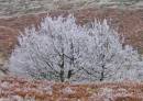 Frosty_Birch_B_Leecy.jpg