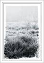 Frosty_Morning1.jpg