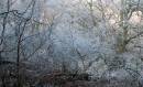 Frosty_tangle.JPG