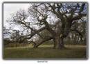 Grand_old_Oak.jpg