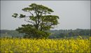 Green_yellow.jpg