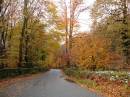 Grizedale_Forest.jpg
