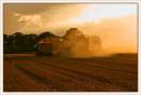 Harvesting_the_corn.jpg