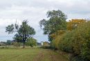 Hedgerow-Reworked.jpg