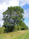 Hedgerow.jpg