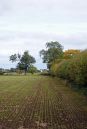 Hedgerow1.jpg