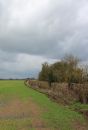 Hedgerow2.jpg