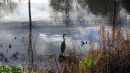 /gallery/data/2/thumbs/Heron-_-Harewood.jpg