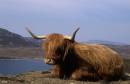 Highland_cow_at_Loch_Hope.jpg
