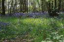 Highwoods_2.jpg