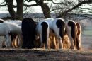 Horses_edited-1.jpg