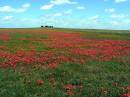 Houseonthe_Prairie_JeffersonCo_OK_3May2007_JAGwpfa.jpg