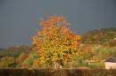 IMG_0040_Medium_1.JPG