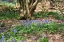 IMG_0044_Medium_.JPG
