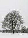 IMG_0822M.jpg