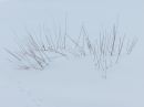 IMG_1235M.jpg