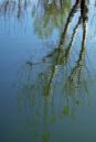 IMG_1659a.jpg