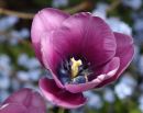 IMG_2132tDprs.JPG