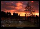 IMG_2295_copy.jpg