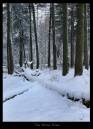 IMG_3572_copy.jpg