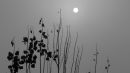 IMG_4782SX30_2014.jpg