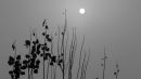 IMG_4782a.jpg