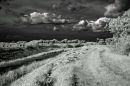 IR_Landscape.jpg