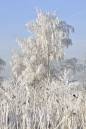 IcedTree.jpg