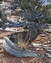 Juniper_964_8x10_web.jpg