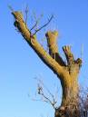 Just-aTree.jpg