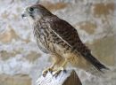 KESTREL_11.jpg