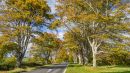 Kingston_Lacy_Beeches.jpg
